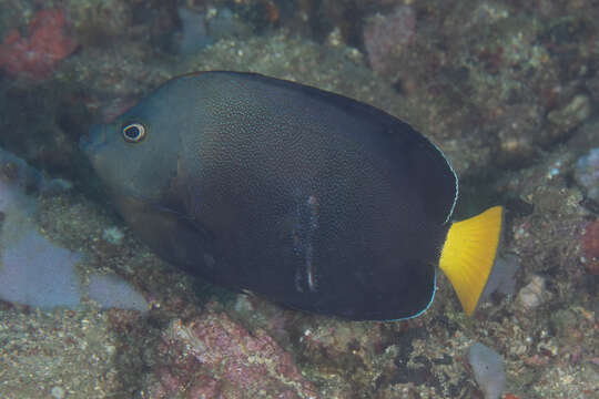 Image of Blue-spotted Angelfish