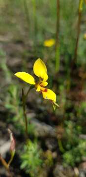 Image of Short-leaved donkey orchid