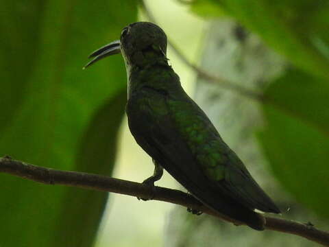 Image of Green-breasted Mango