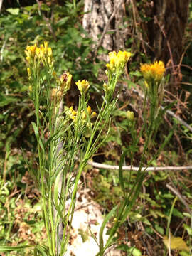 Image of western goldentop