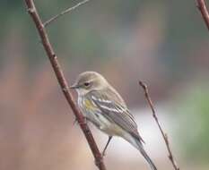 Image of Myrtle Warbler