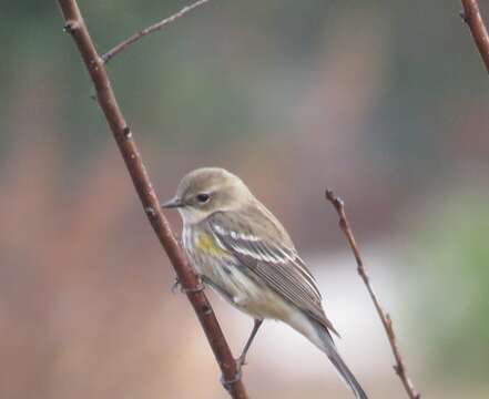 Imagem de Setophaga coronata (Linnaeus 1766)