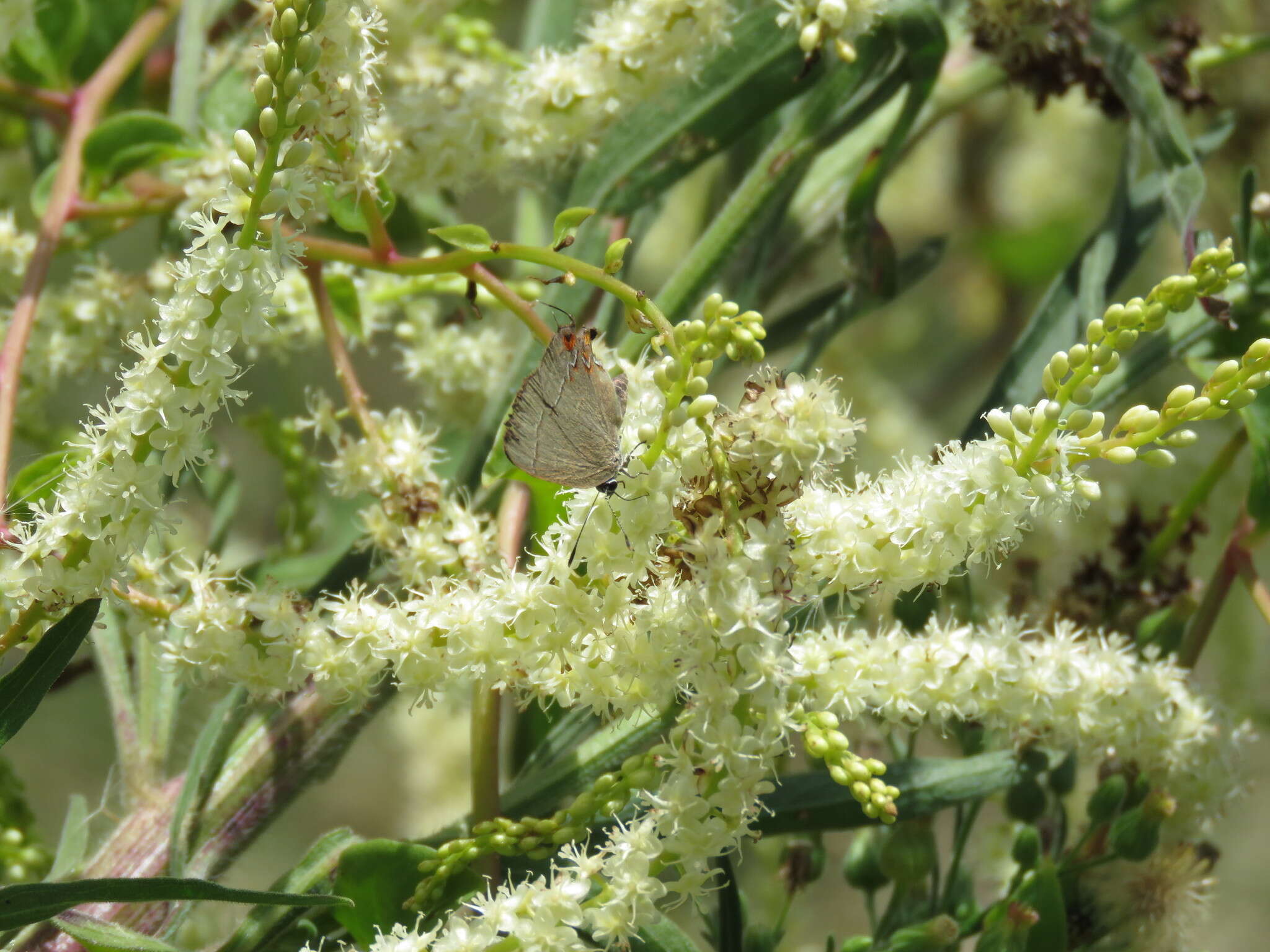 Image of Calycopis caulonia (Hewitson (1877))