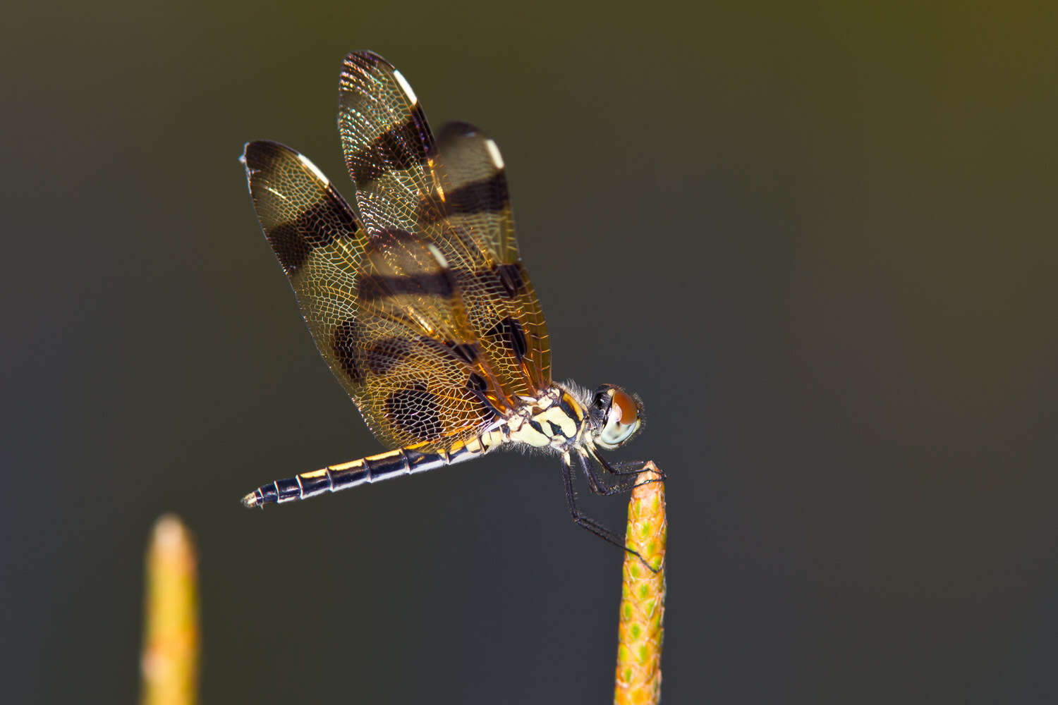 Celithemis eponina (Drury 1773) resmi