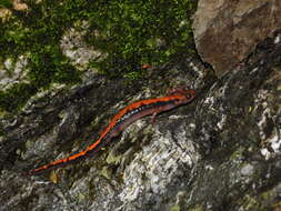 Image of Shikoku clawed salamander; Shikoku-hakone-sanshou-uwo