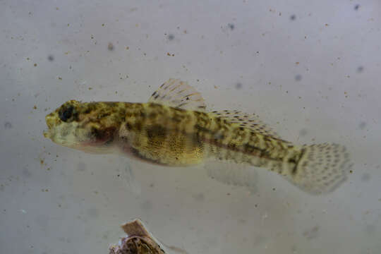 Image of Naked Goby