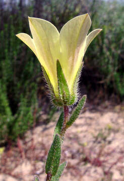 Image of Campanula sulphurea Boiss.