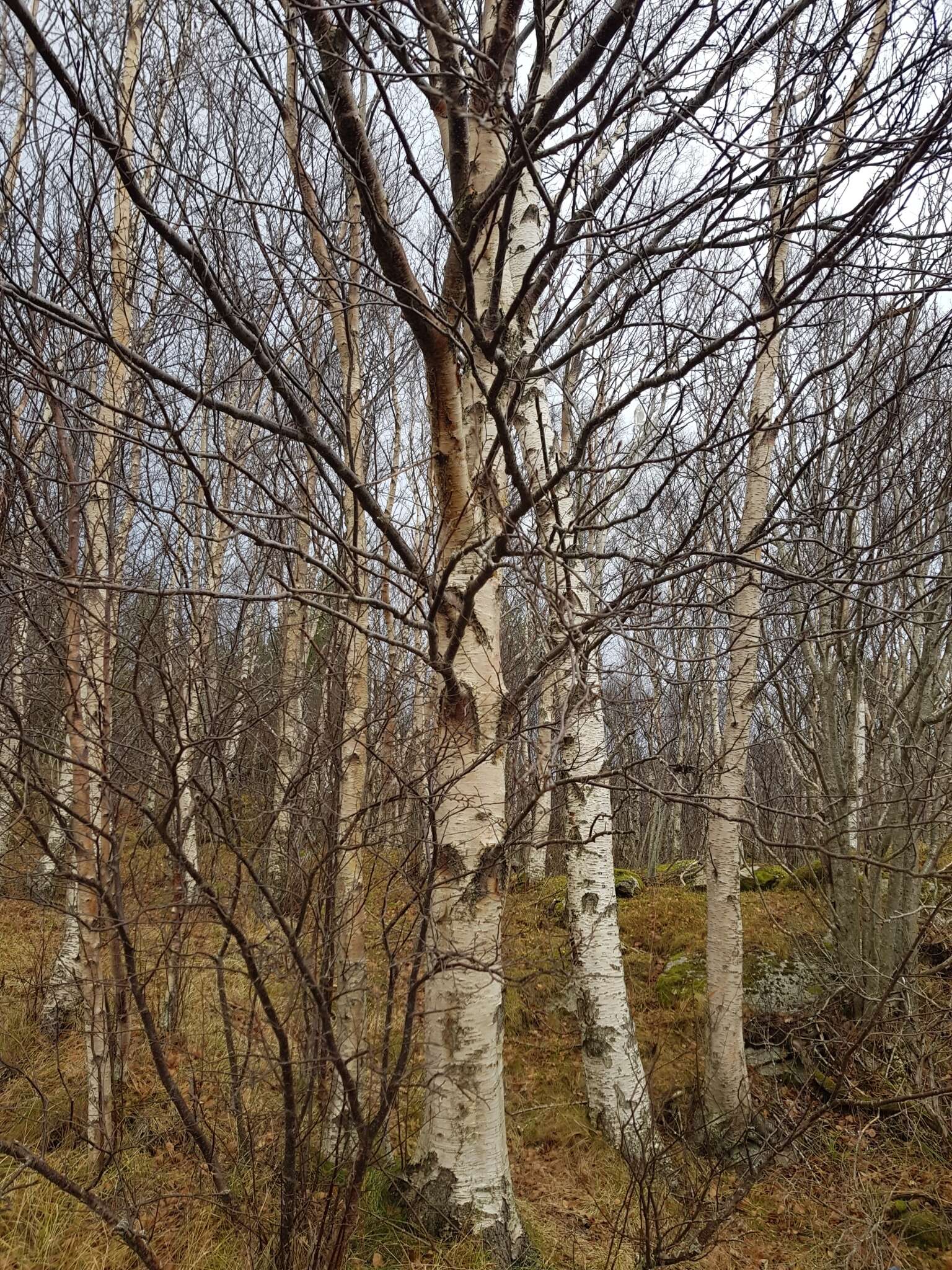 Image of Brown Birch