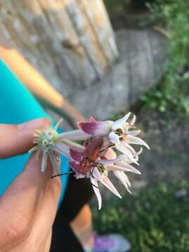 Image of Red-femured Milkweed Borer