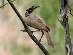 Image of Silver-crowned Friarbird