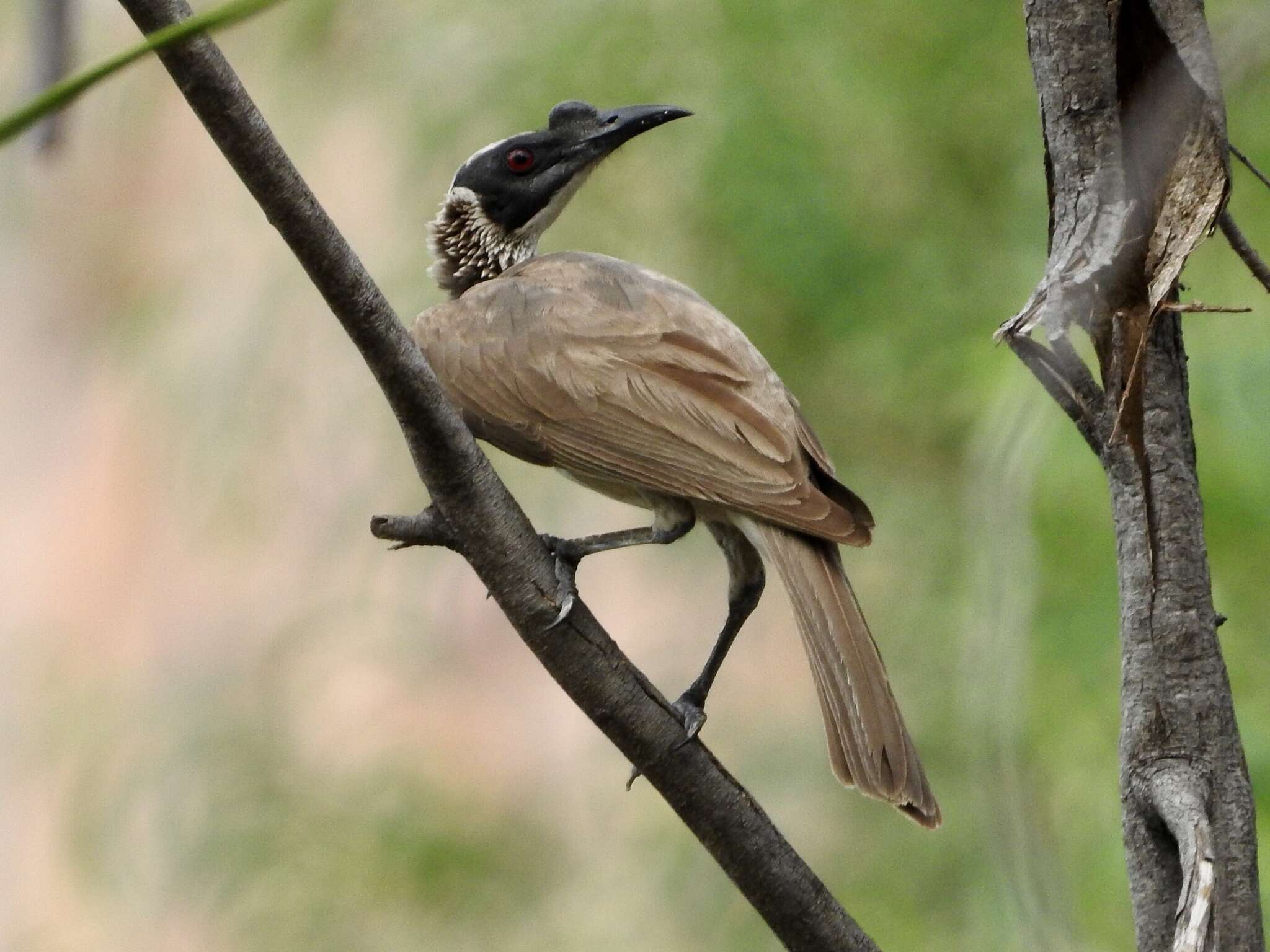 Image of Silver-crowned Friarbird