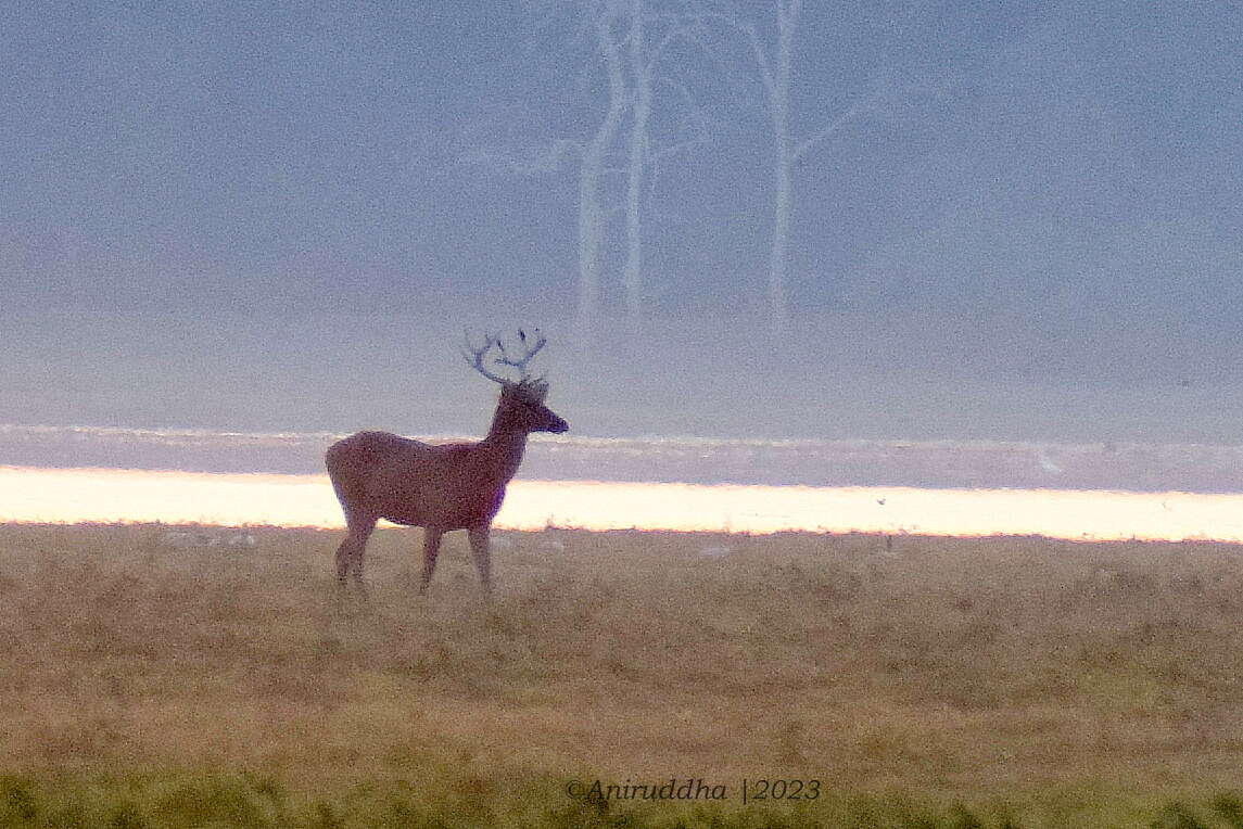 Image de Rucervus duvaucelii ranjitsinhi (Groves 1982)