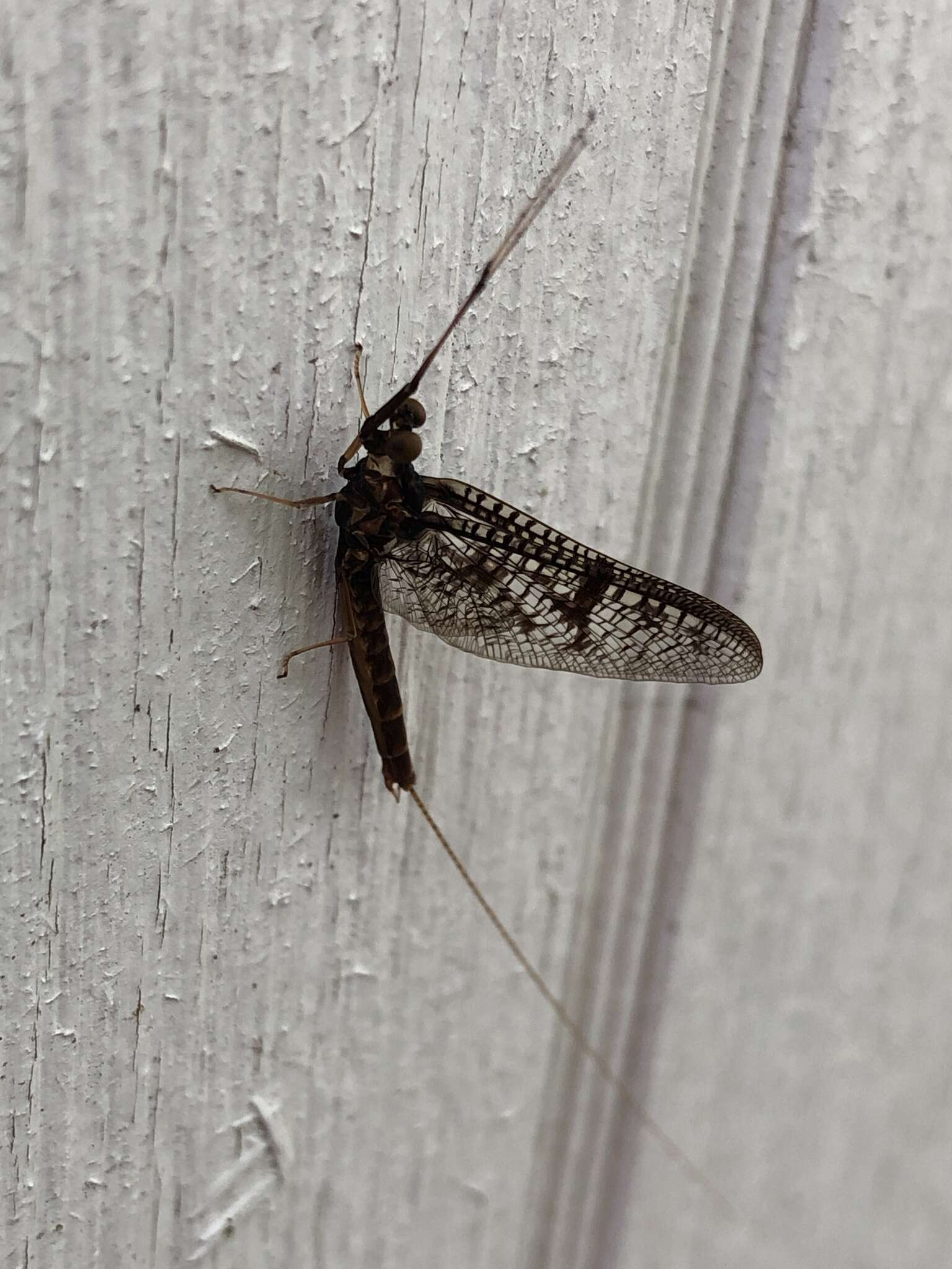 Image of Brown Drake (Mayfly)