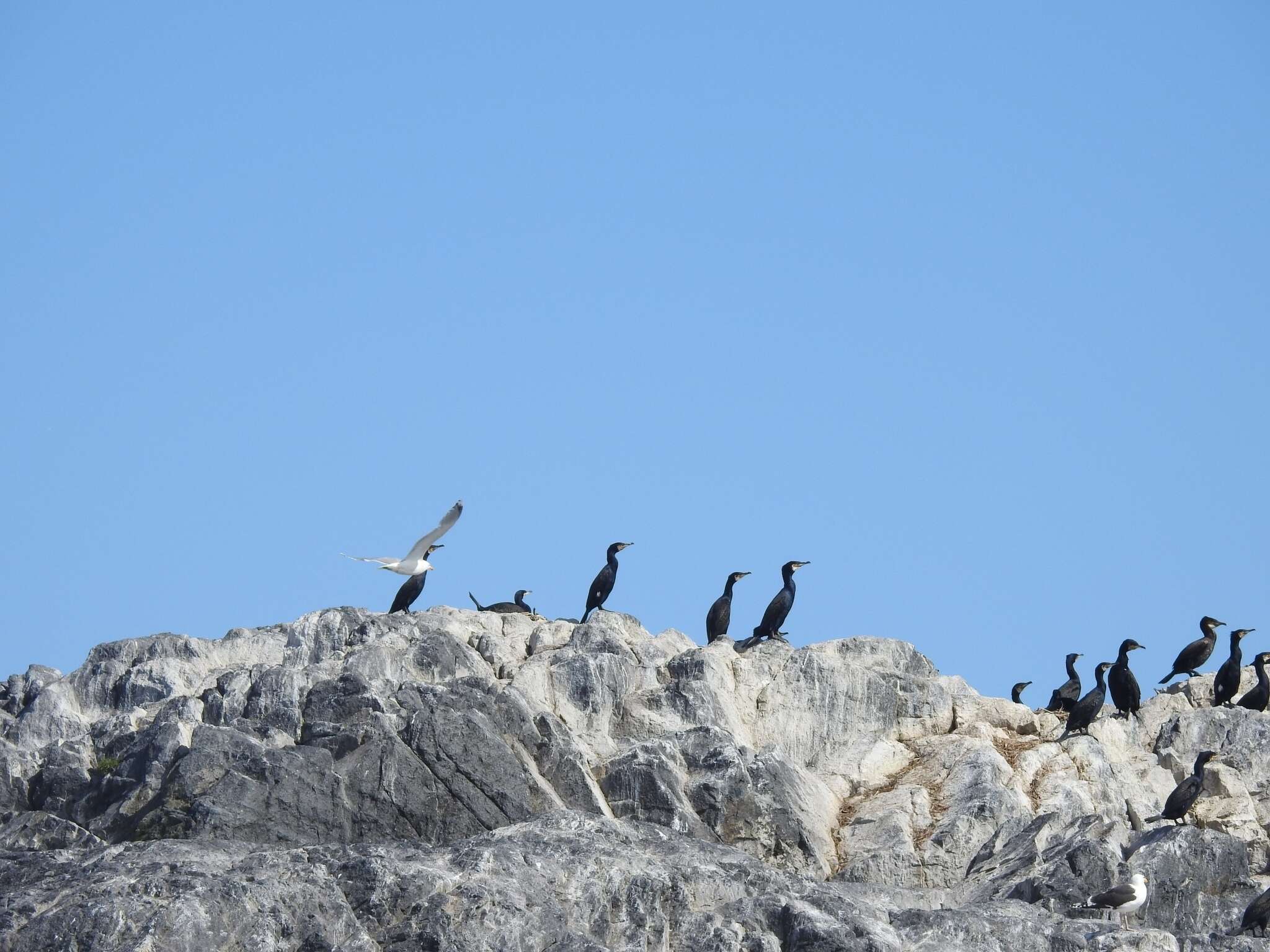 Image of Phalacrocorax carbo carbo (Linnaeus 1758)