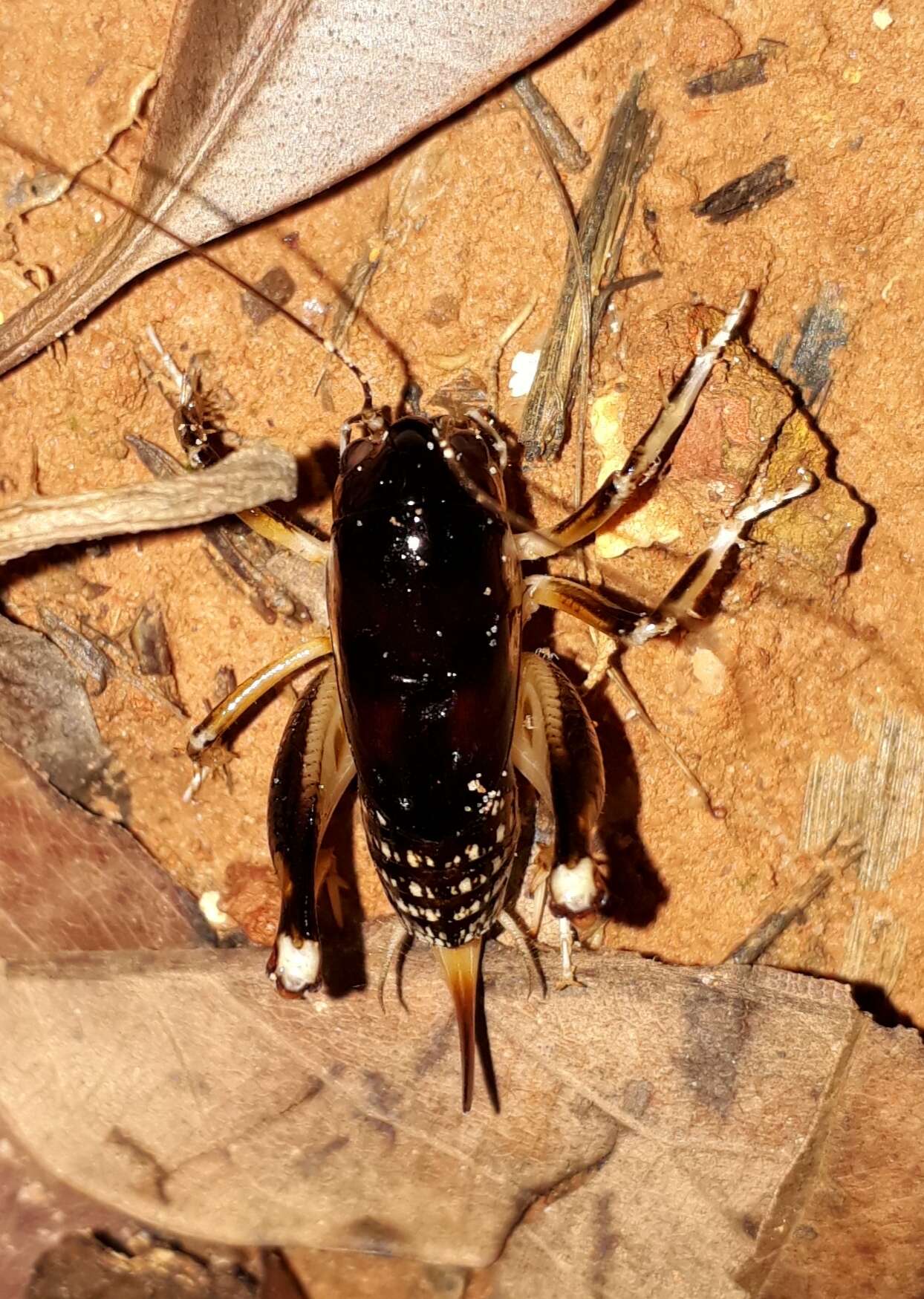 Image of Apotetamenus clipeatus Brunner von Wattenwyl 1888