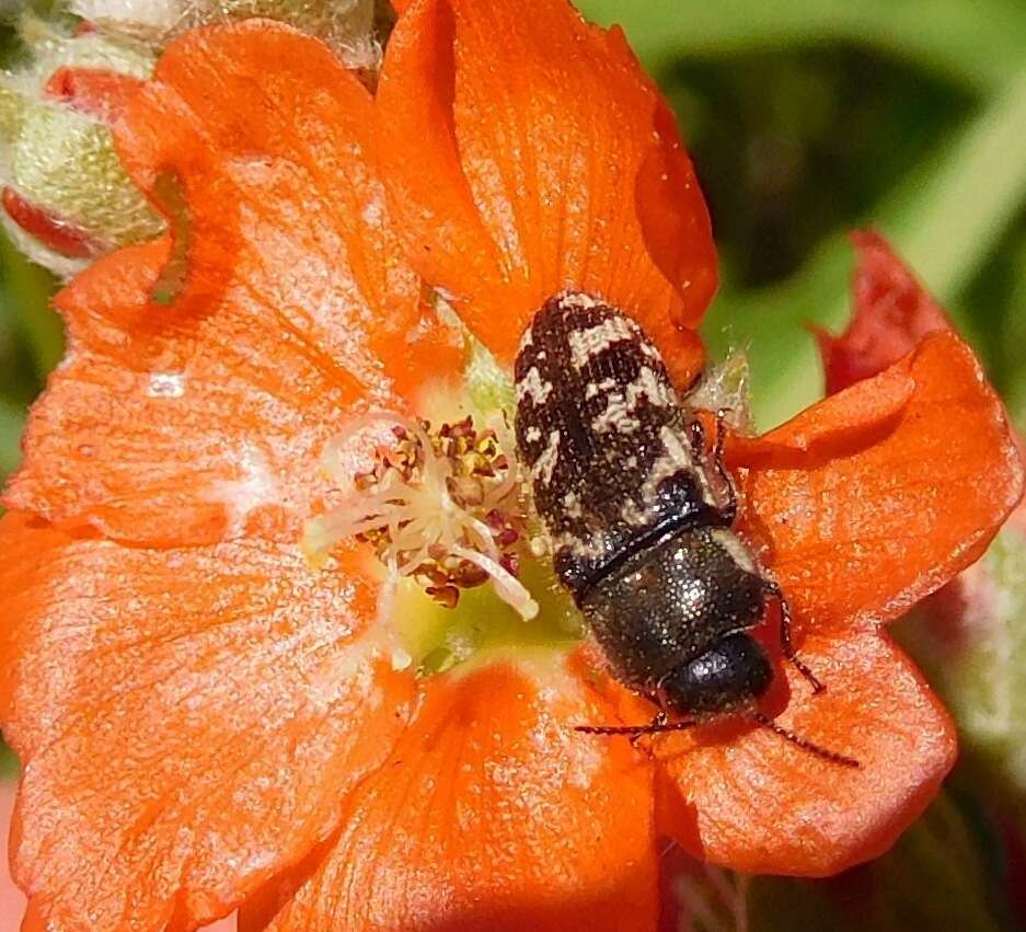 Imagem de Acmaeodera obtusa Horn 1878