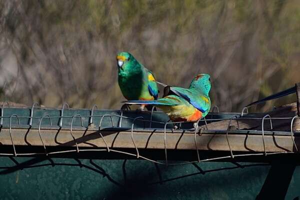 Image of Many-coloured Parakeet