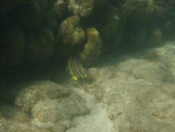 Image of Eight Banded Butterflyfish