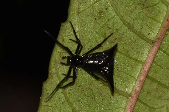 Imagem de Micrathena pilaton Levi 1985