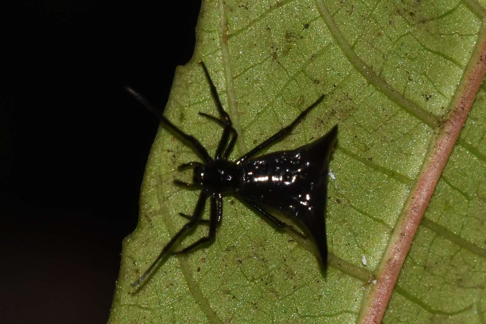 صورة Micrathena pilaton Levi 1985