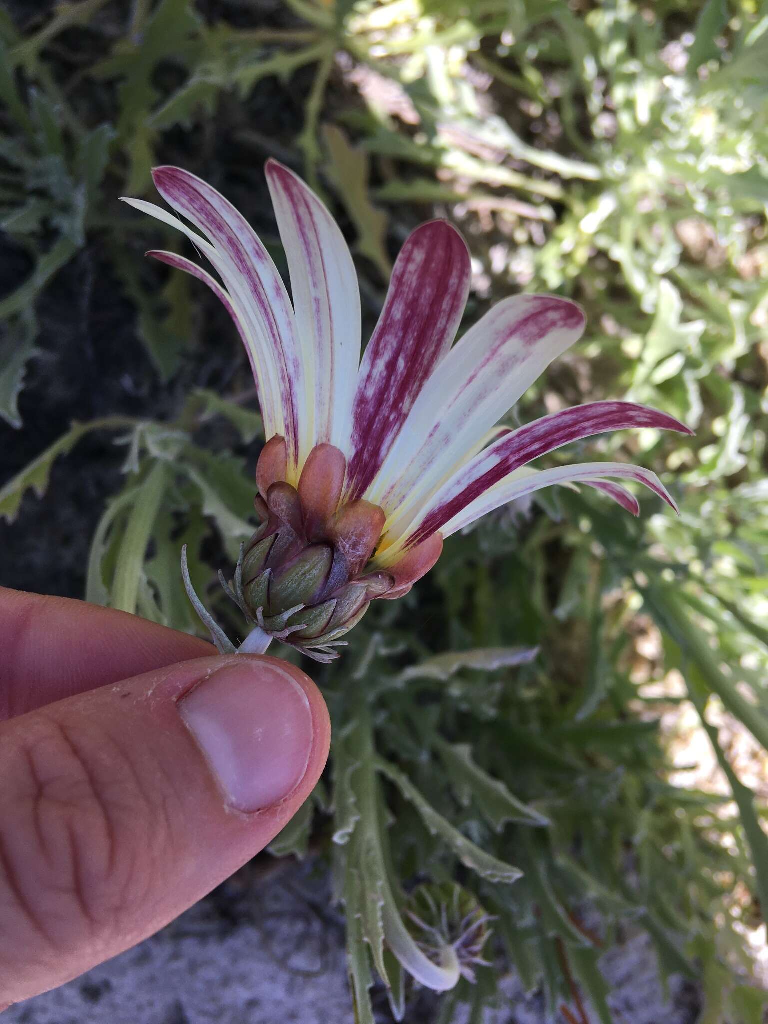 Image of African daisy