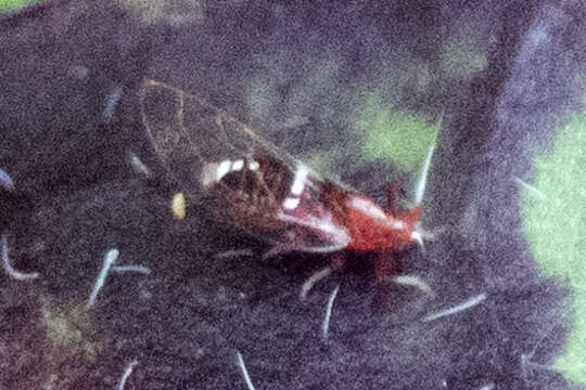 Image of Bactericera antennata (Crawford 1910)