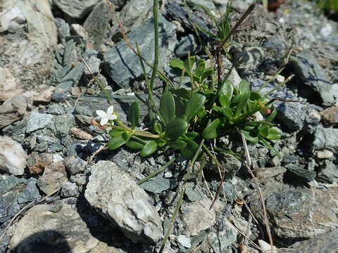 Слика од Leptopetalum