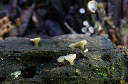 Image of Tatraea macrospora (Peck) Baral 1999