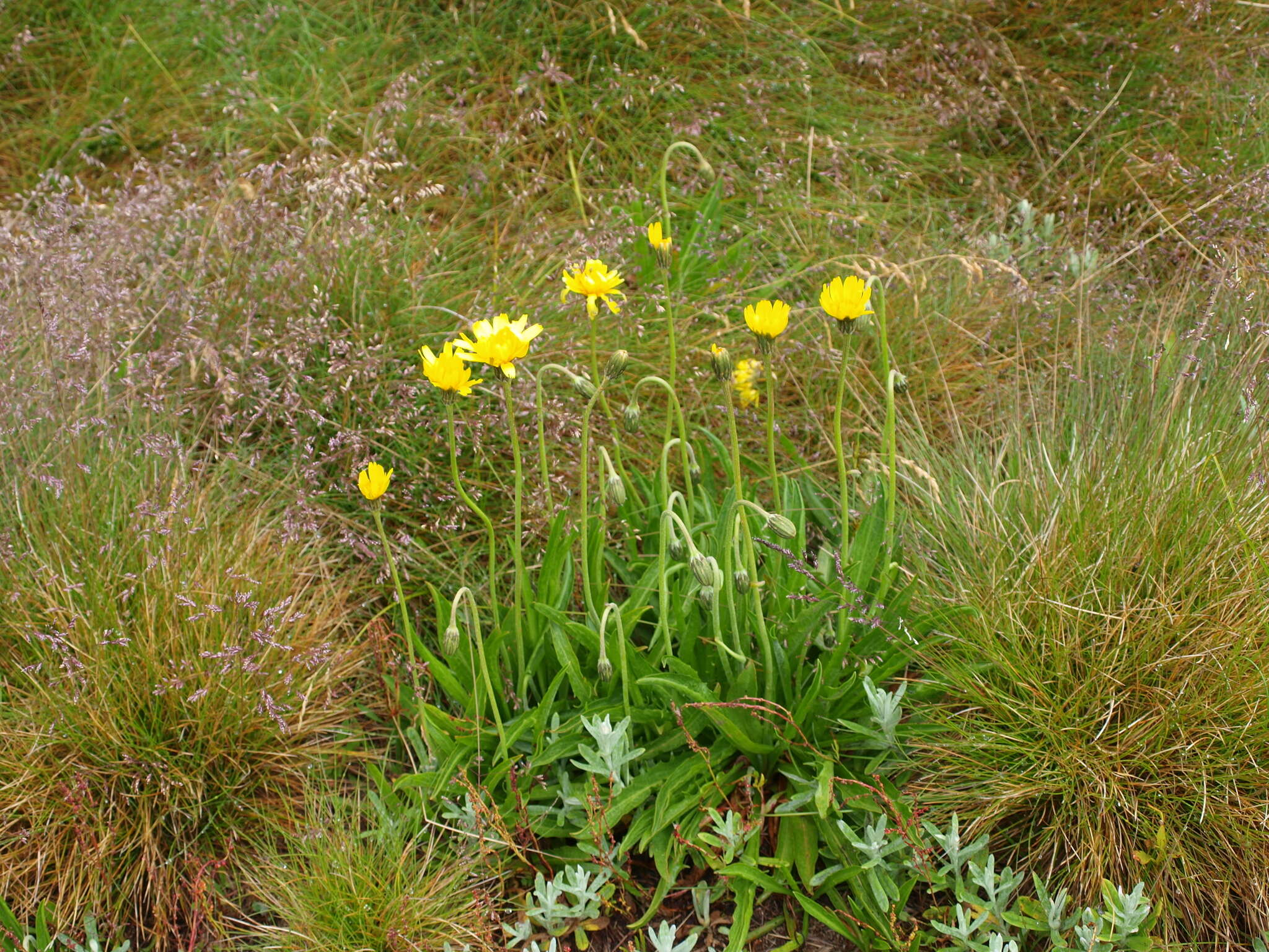 Image of Microseris lanceolata (Walp.) Sch. Bip.