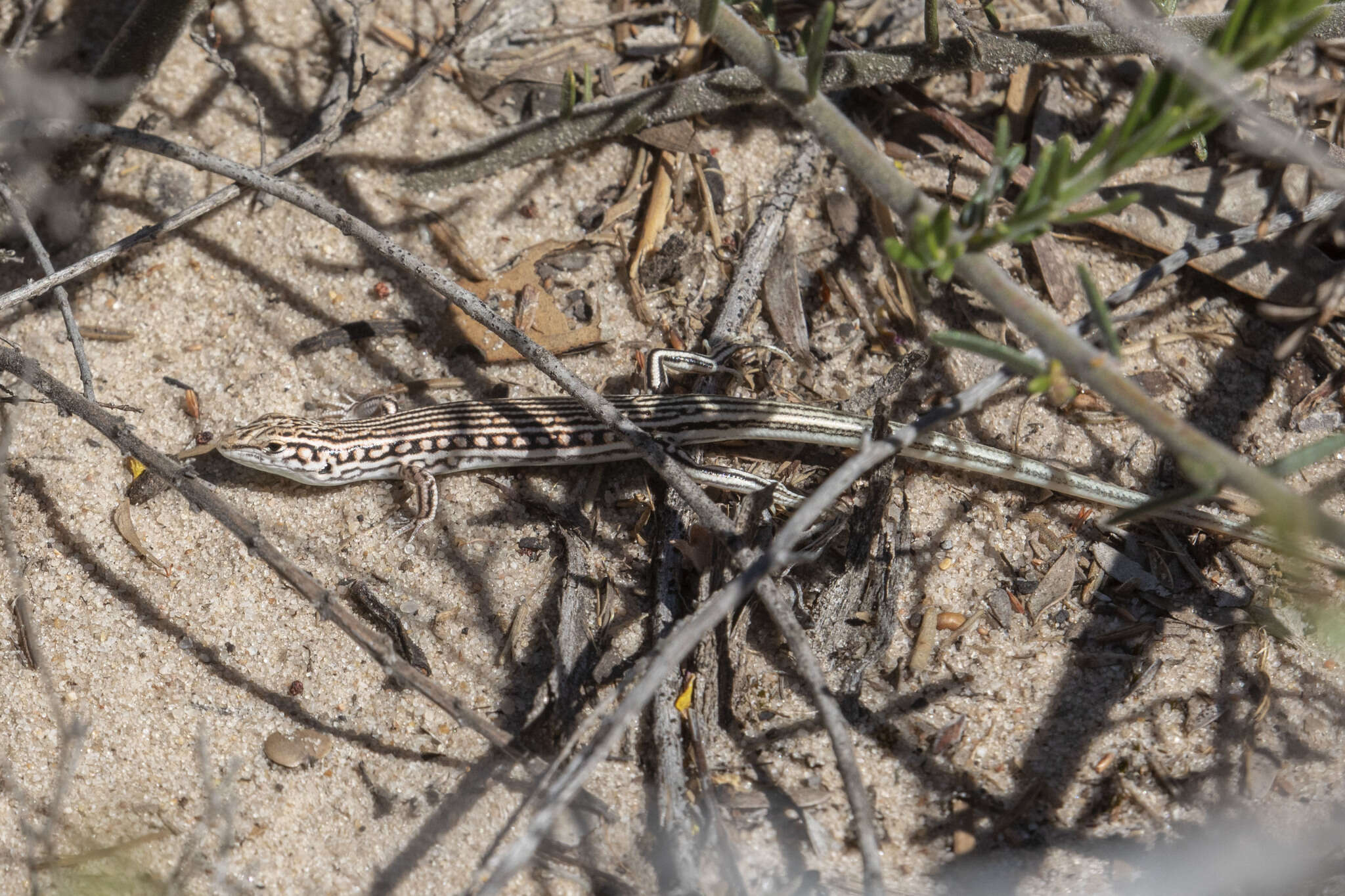 Image of Ctenotus taeniatus (Mitchell 1949)