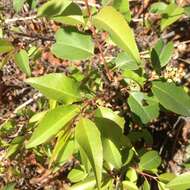 Image de Prunus serotina var. capuli (Cav.) S. Hatusima