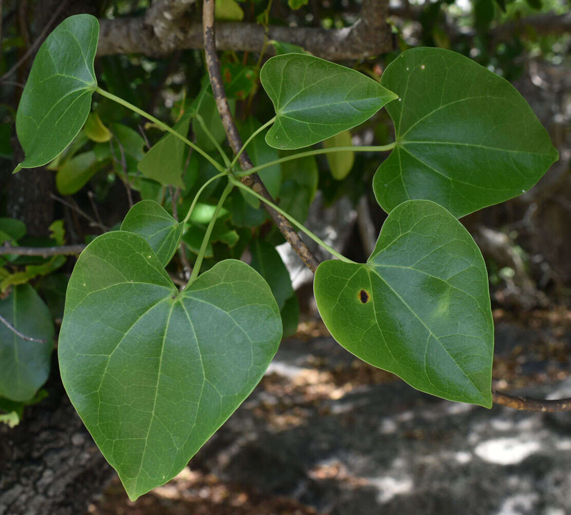 Image of Tinospora smilacina Benth.