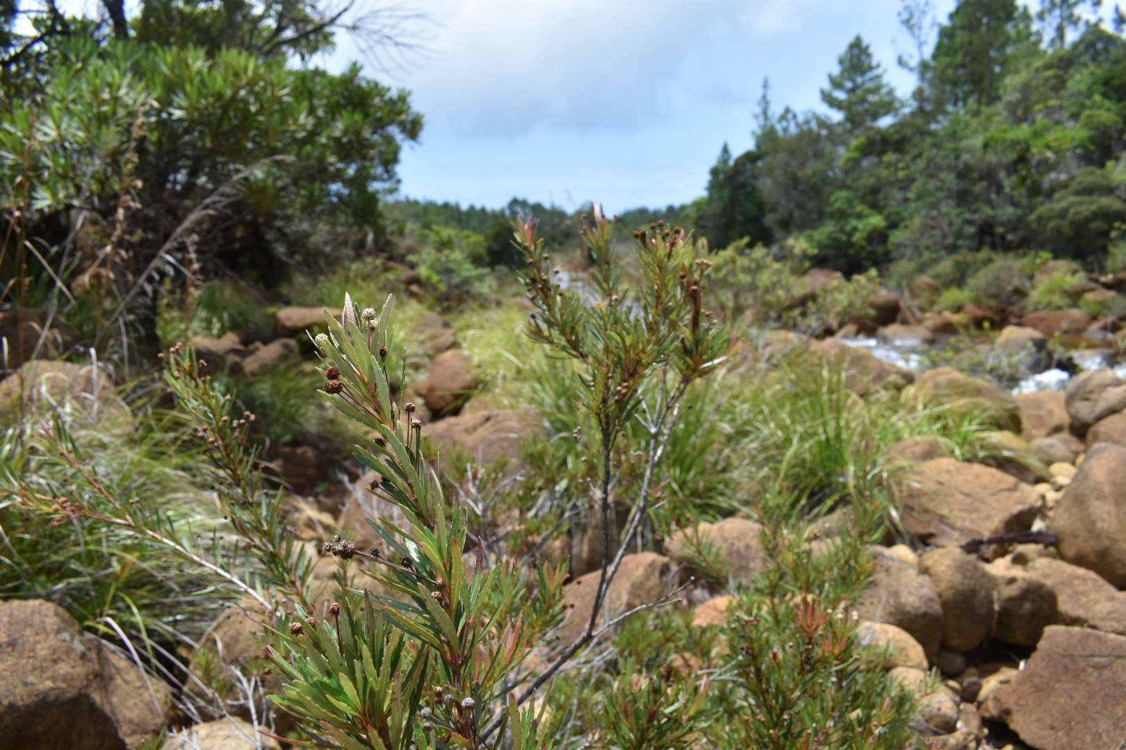 Image of Pancheria elegans Brongn. & Gris.