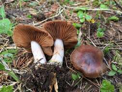 Image of Cortinarius bridgei Ammirati, Niskanen, Liimat., Bojantchev & L. Fang 2017