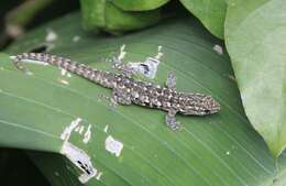 Image of Angulated dwarf gecko