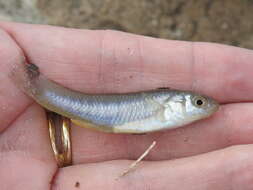 Image of Gulf Killifish