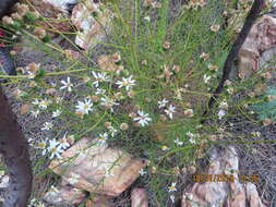 Image of Phymaspermum leptophyllum (DC.) Benth. & Hook. fil.