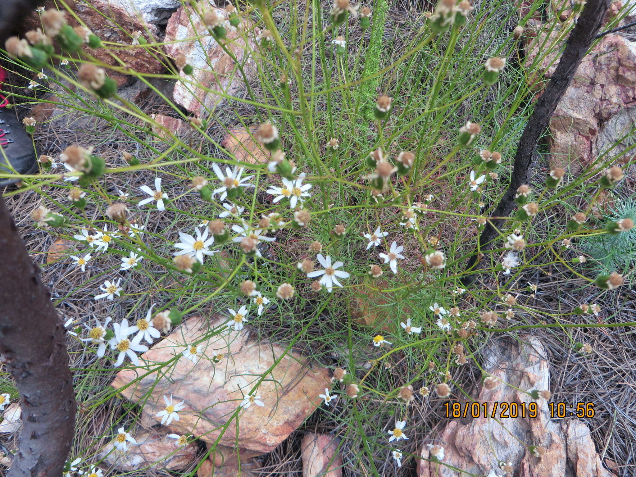 Image of Phymaspermum leptophyllum (DC.) Benth. & Hook. fil.