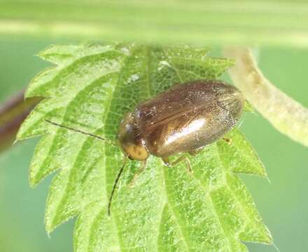 Image of Microcara testacea (Linnaeus 1767)