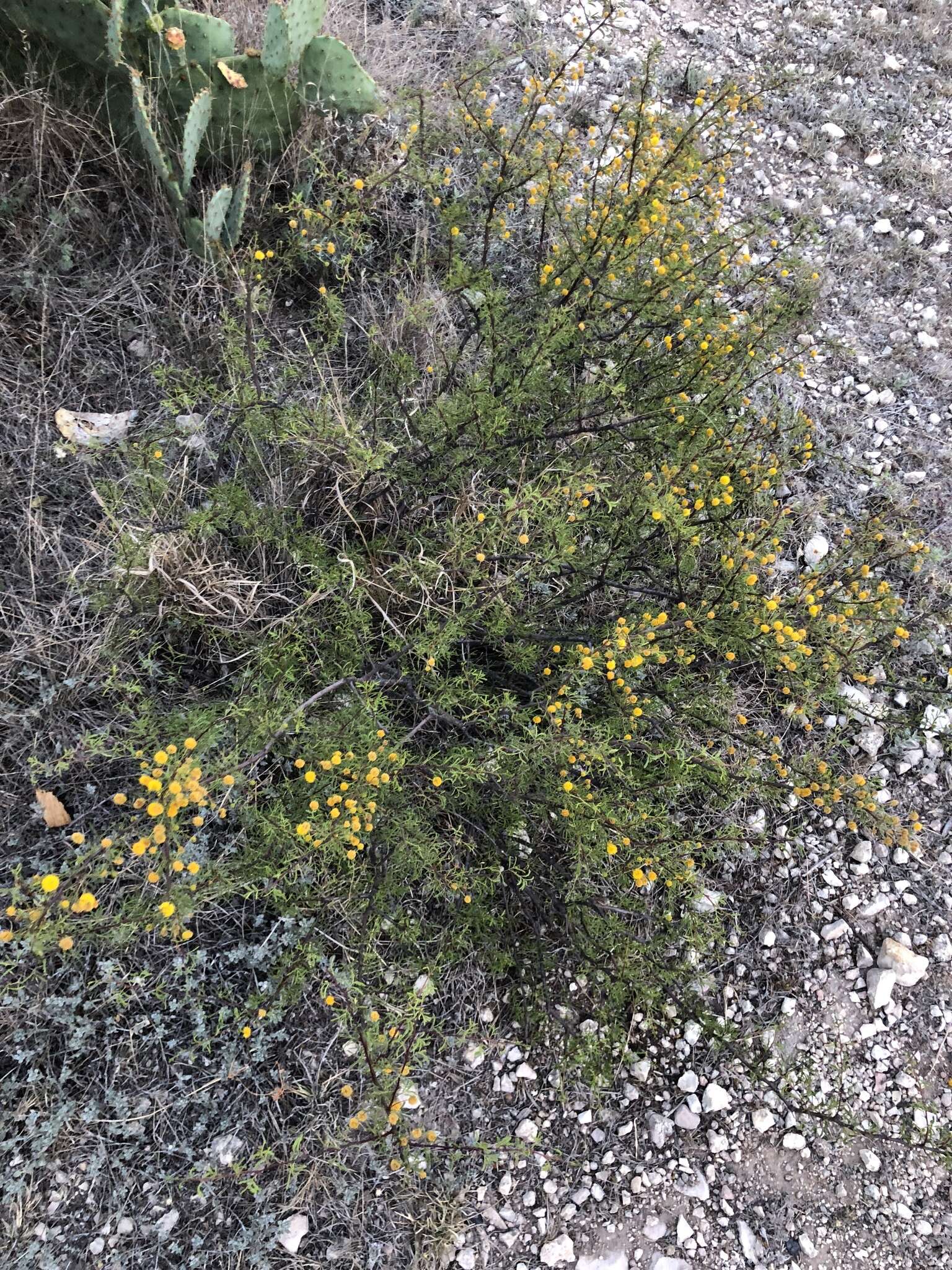 Vachellia vernicosa (Britton & Rose) Seigler & Ebinger resmi