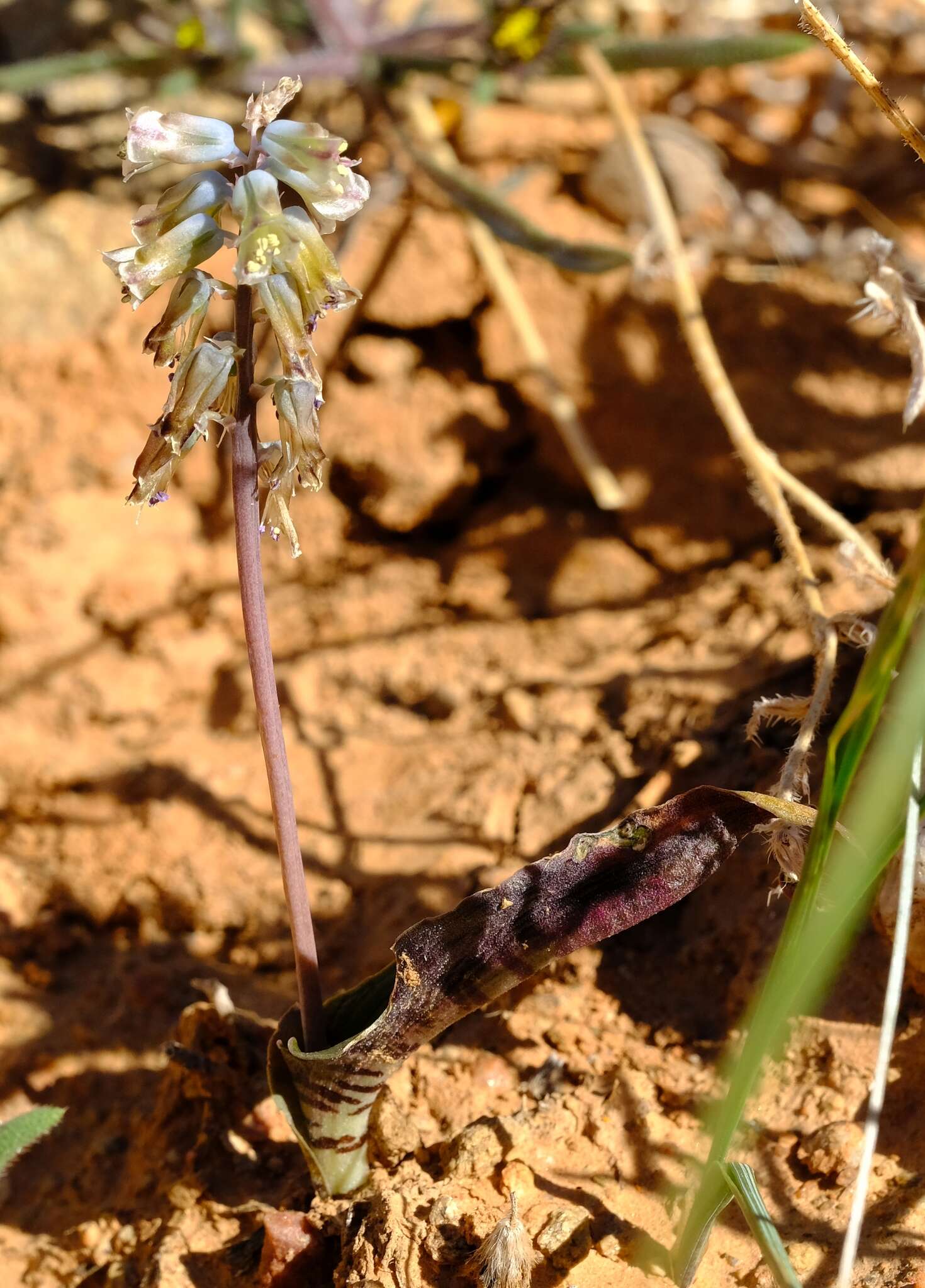 Image of Lachenalia bolusii W. F. Barker