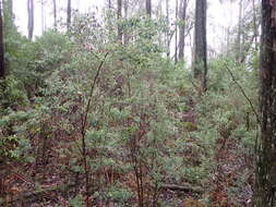 Image of Goodia lotifolia var. pubescens (Sims) H. B. Will.