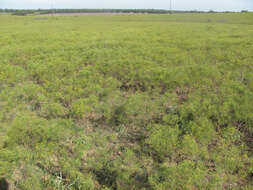 Image of prairie broomweed