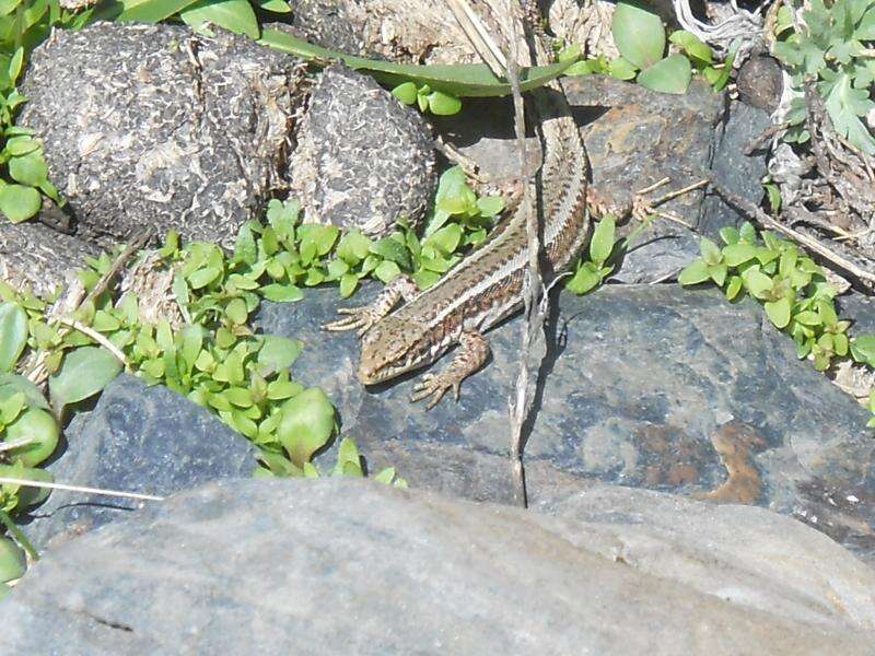 Image of Caucasian lizard