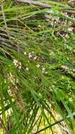 Image of Austromyrtus tenuifolia (Sm.) Burret