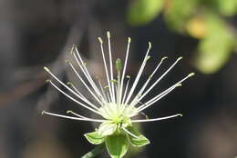 Imagem de Maerua juncea subsp. juncea