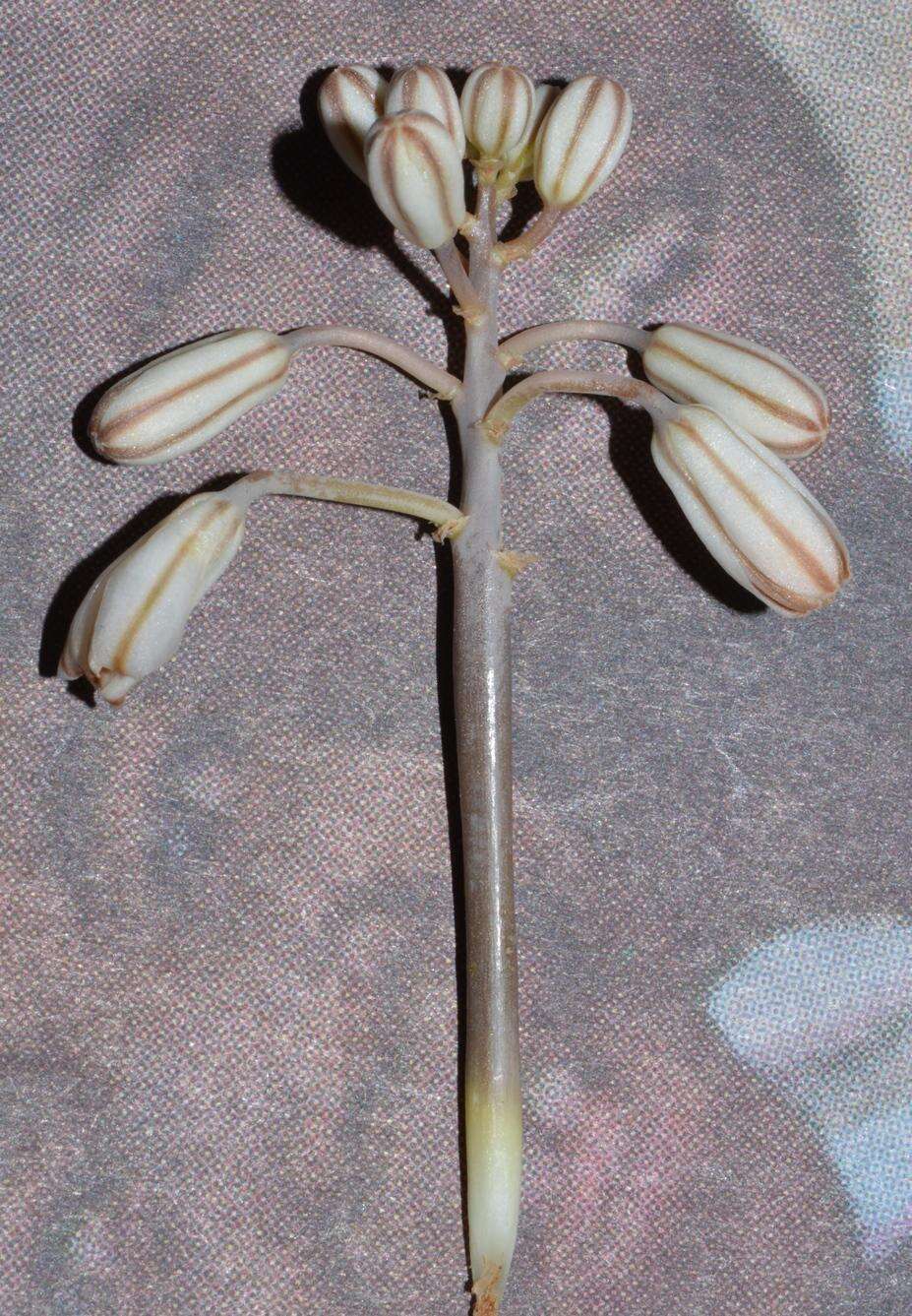 Image of Drimia khubusensis
