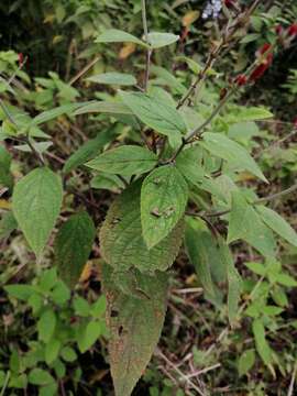 Image de Salvia cinnabarina M. Martens & Galeotti