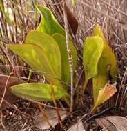 Mairia coriacea Bolus的圖片