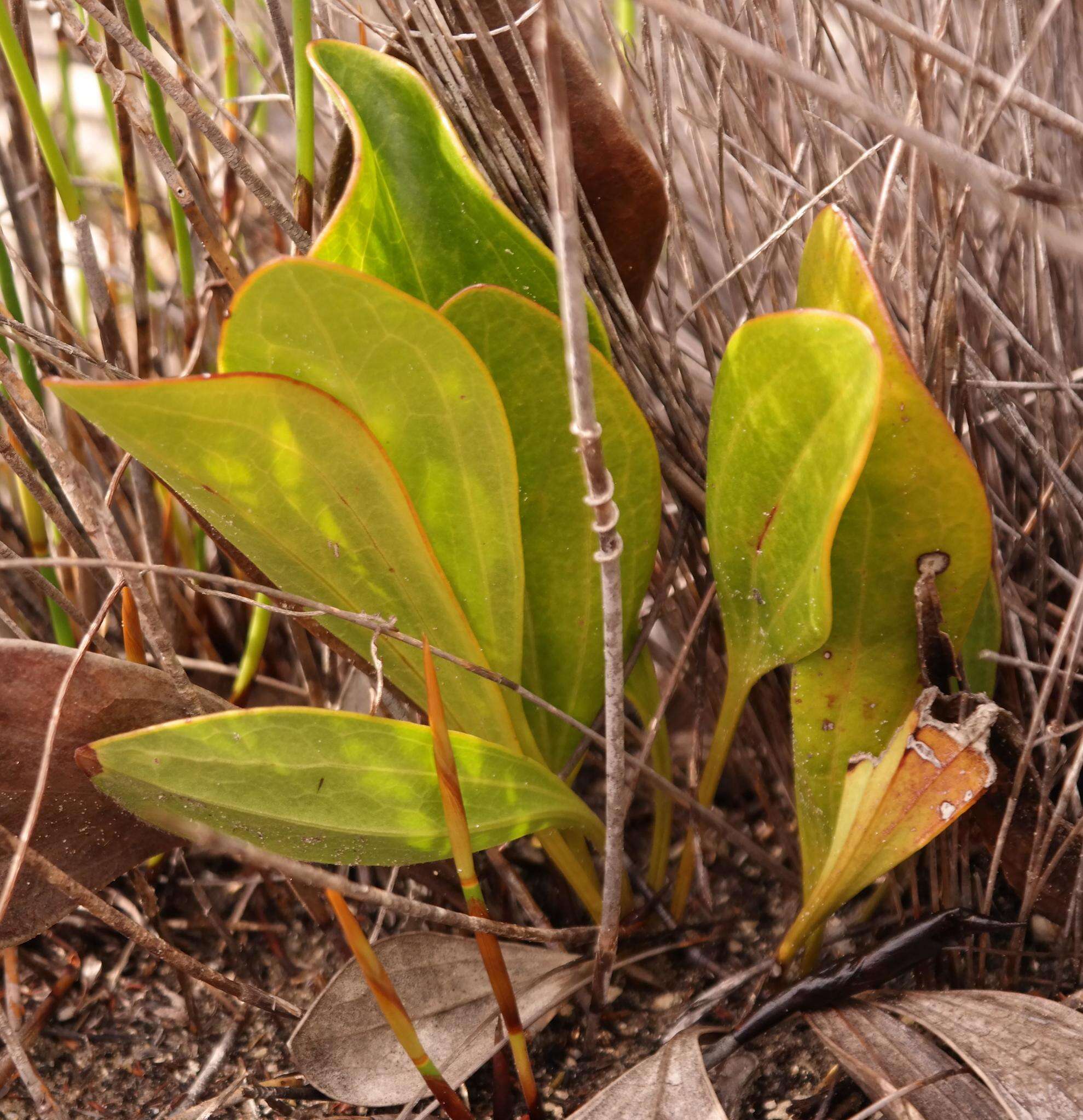 Mairia coriacea Bolus的圖片